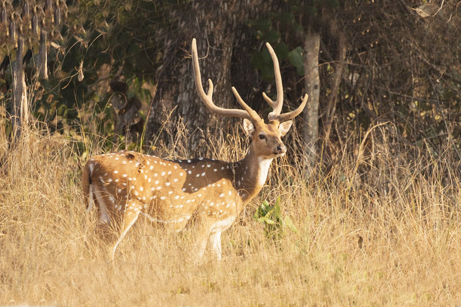 TADOBA NAGZIRA AND PENCH NATIONAL PARK TOUR PACKAGE